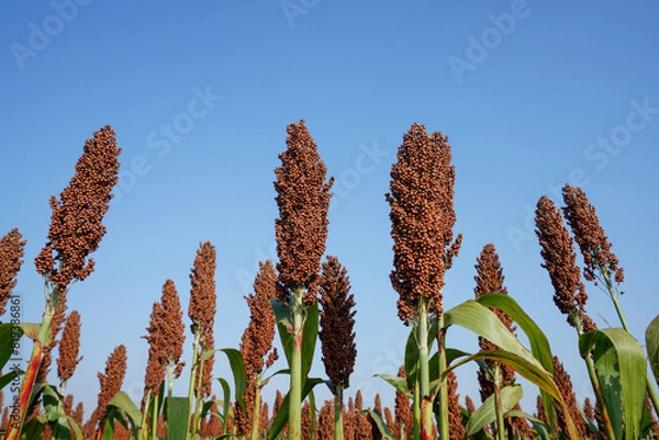 Obraz The maturing sorghum is in the farmland in North China