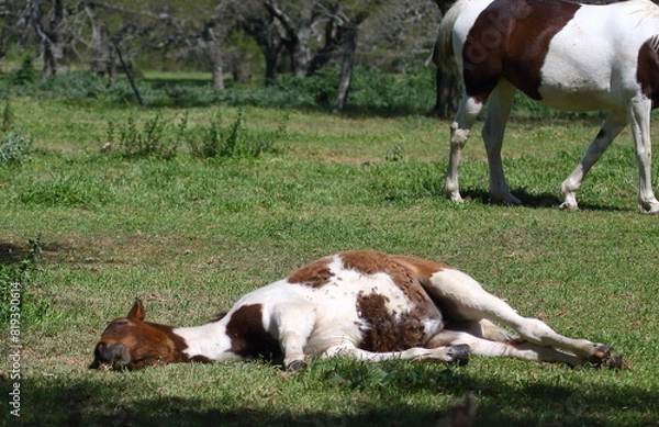 Fototapeta Caballo cansado