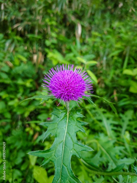 Fototapeta アザミ