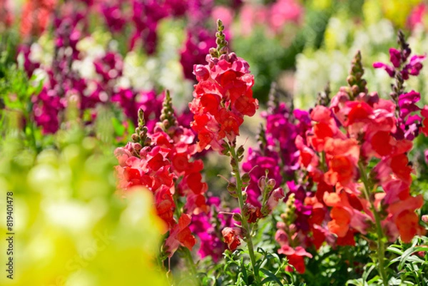 Fototapeta 花咲く風景