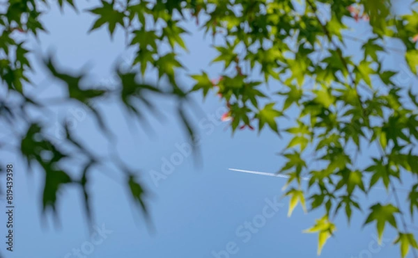 Fototapeta 青紅葉と飛行機雲