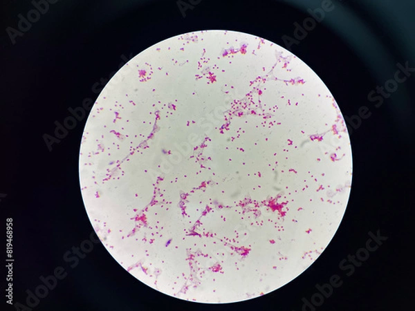 Fototapeta Bacteria cell gram neagtive bacilli.
