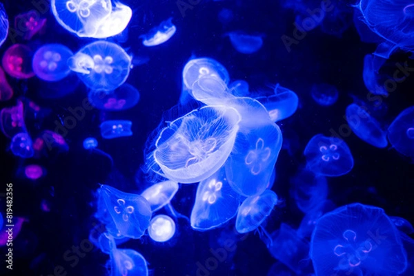 Obraz jellyfish in the night, jellyfish in the water