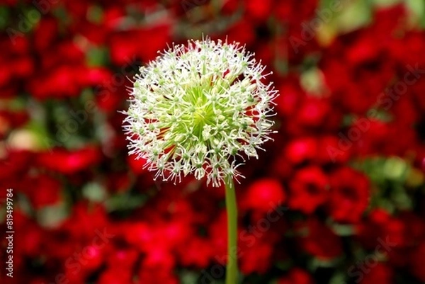 Obraz White Giant Onion Bloom Against a Soft Red Floral Backdrop (Allium cepa)