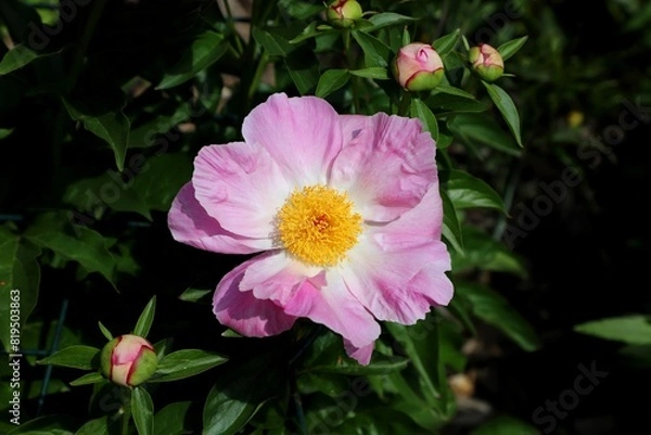 Obraz Light Pink Peony with yellow pollens and new buds