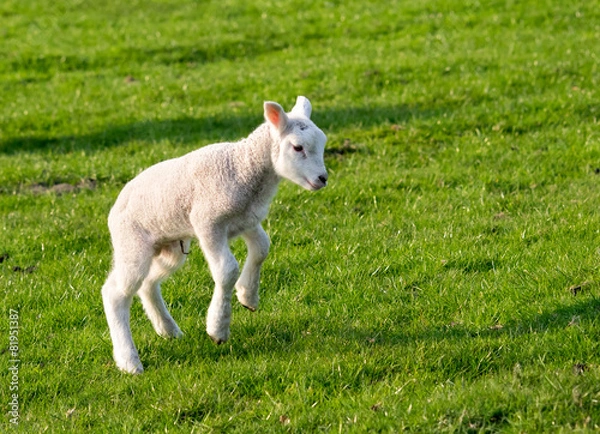 Obraz Gambolling lamb
