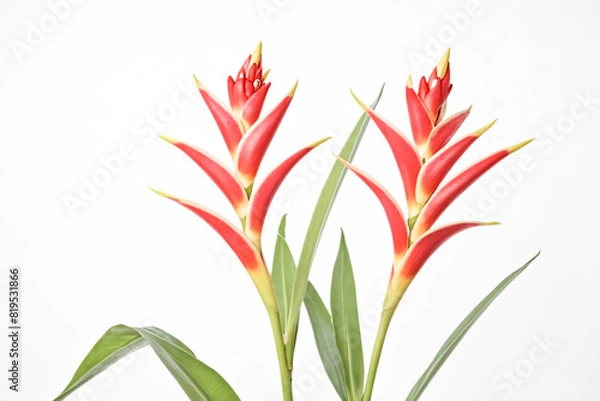 Fototapeta Two Red Heliconia Flowers with Green Leaves on White Background