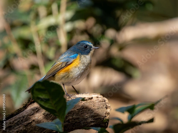 Fototapeta 森の中で枯れ木に留まっているルリビタキの雄