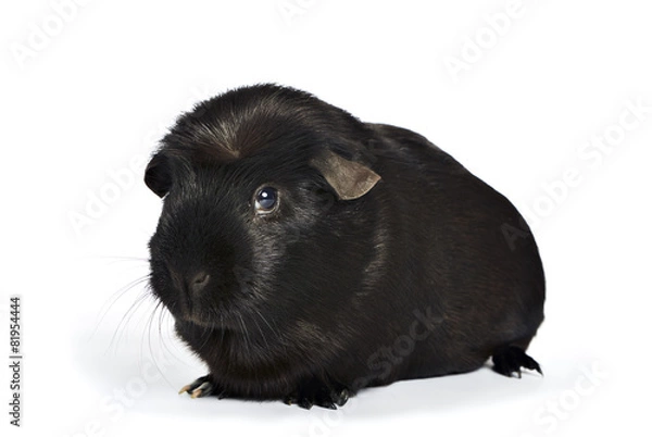 Fototapeta black guinea pig