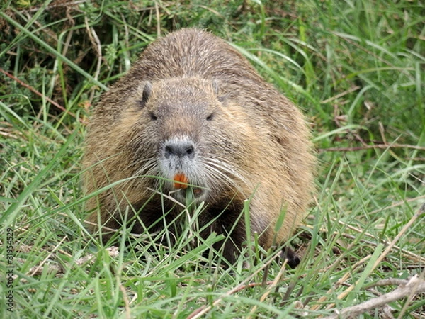 Fototapeta Ragondin 2