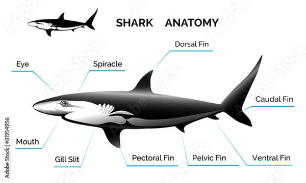 Obraz Shark Anatomy