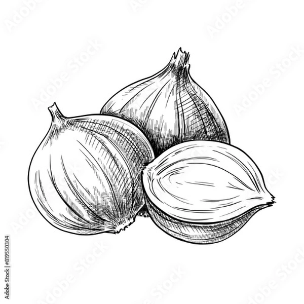 Obraz Onion hand drawn vintage vector sketch drawing	