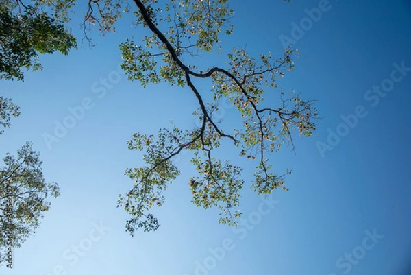 Obraz tree branches against blue sky