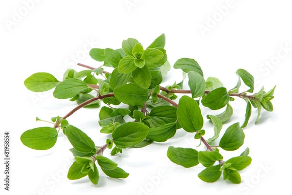 Fototapeta Pęczek majeranku