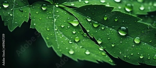 Fototapeta Water drops on leaves create a multiple exposure natural background abstraction with copy space image