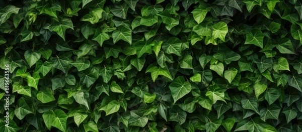 Fototapeta Background of a wall covered with green leaves perfect for copy space image