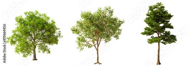 Obraz Transparent Highly Detailed Daylight Summer Autumn Trees Assets Collection Group of Trees Realistic Cutout Set On Empty Background 3D Rendering