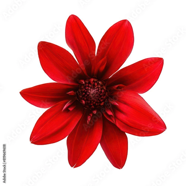 Obraz single beautiful red flower on white background 