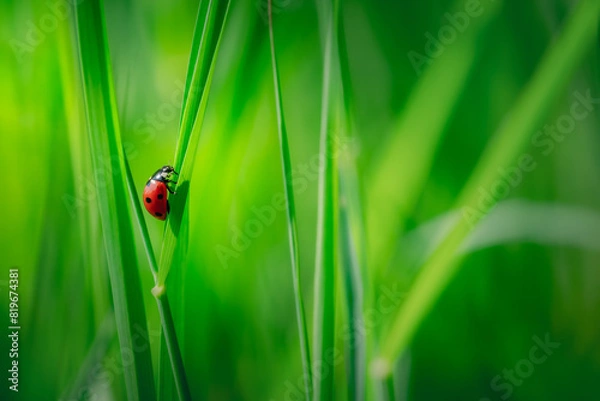 Fototapeta Coccinellidae