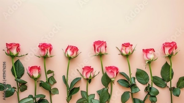 Obraz Pink rose background