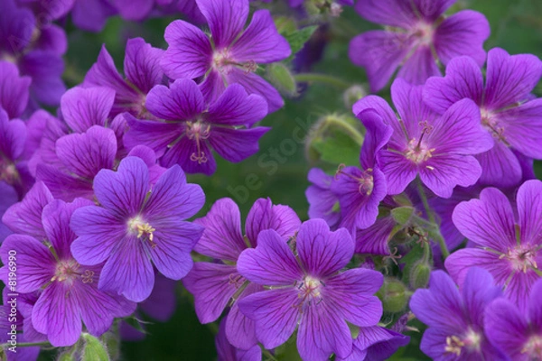 Fototapeta Bulwiasty Cranesbill