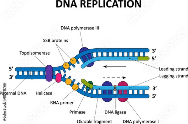Fototapeta DNA replication process. Scientific diagram.