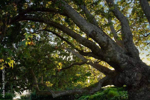 Fototapeta Old oak Tree in a park.