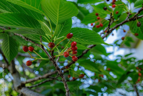 Fototapeta さくらんぼを付けるソメイヨシノ