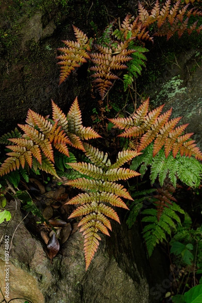Obraz 珍しいオレンジ色のシダ植物