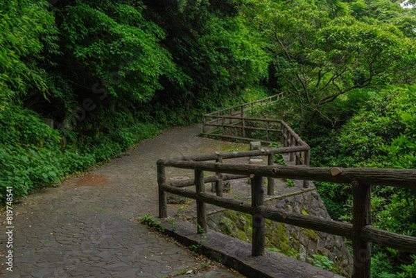 Obraz 緑に囲まれた遊歩道、緑地公園