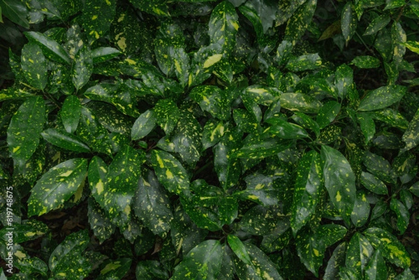 Obraz 南国をイメージする、黄色い斑点のある濃い緑色の葉っぱ