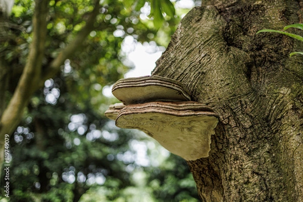 Obraz 木に寄生する大きなキノコ