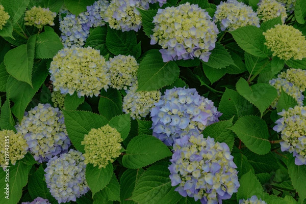 Obraz アジサイ、エンドレスサマー