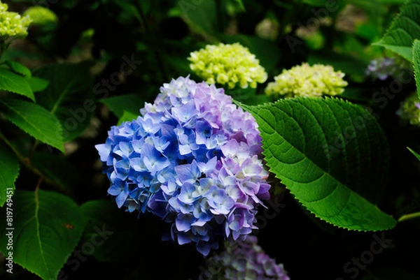 Obraz アジサイ、エンドレスサマー