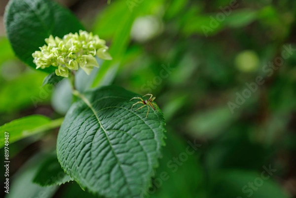 Fototapeta アジサイと雲の幼生