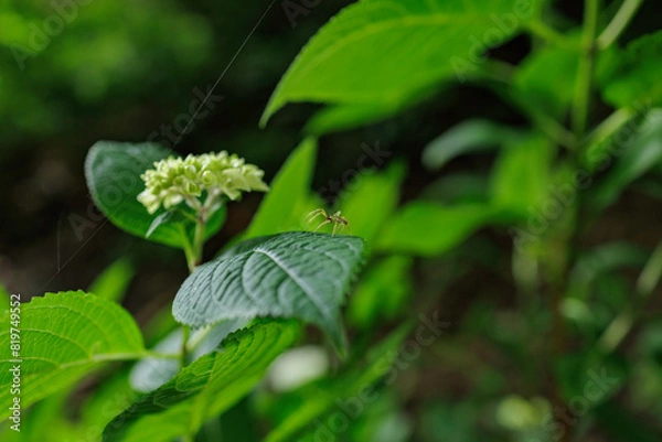 Fototapeta アジサイと雲の幼生