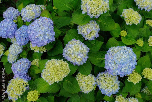 Fototapeta アジサイ、エンドレスサマー