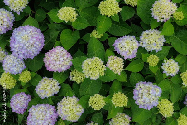 Fototapeta アジサイ、エンドレスサマー