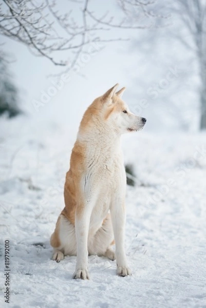Fototapeta Vertical shot of an Akita sitting on the snow and looking to the left.