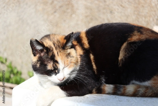 Fototapeta 三毛猫