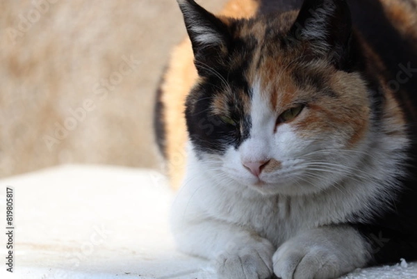 Fototapeta 三毛猫