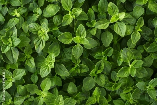 Fototapeta Marjoram texture background, fresh green oregano pattern, Origanum majorana banner, marjoram