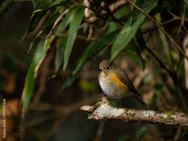 Fototapeta 森の中で枯れ木に留まっているルリビタキの雄