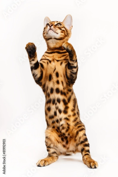 Fototapeta Bengal Cat playing