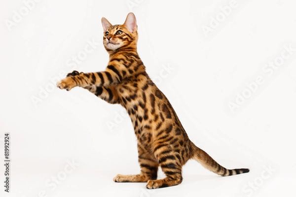 Obraz Bengal Cat playing