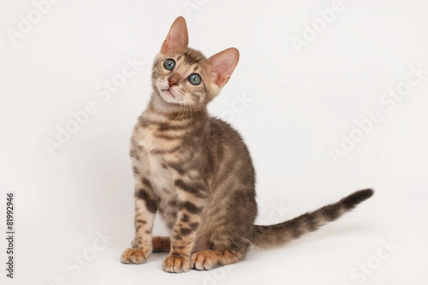 Fototapeta Blue Bengal Kitten