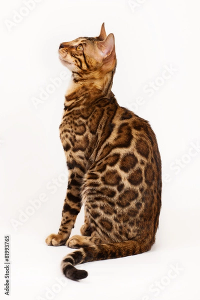 Obraz Bengal Cat profile shot
