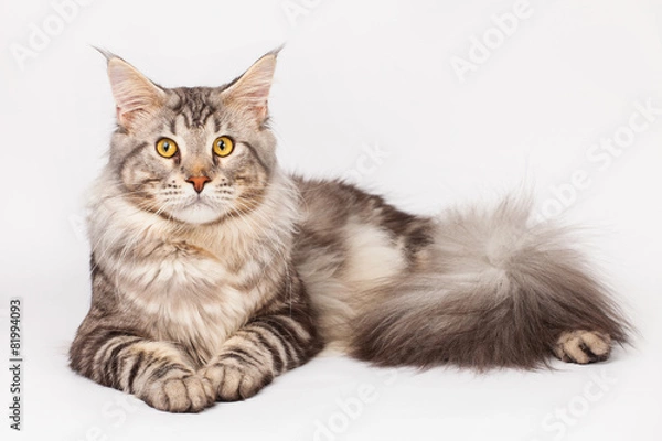 Fototapeta Maine Coon Cat
