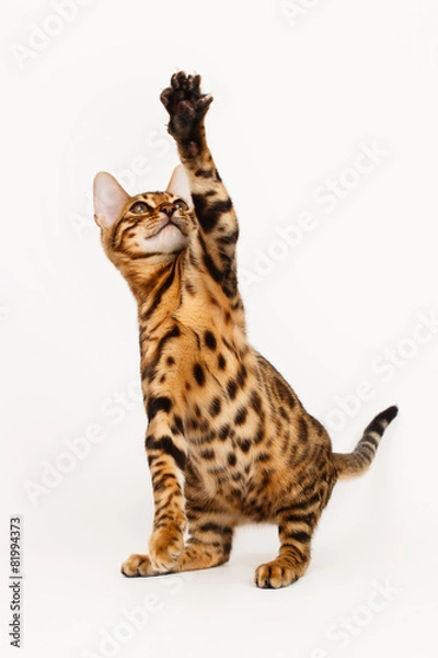 Fototapeta Bengal Cat playing