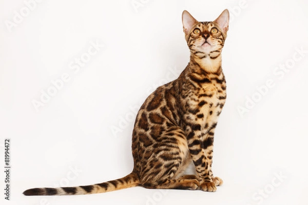 Obraz Bengal Cat